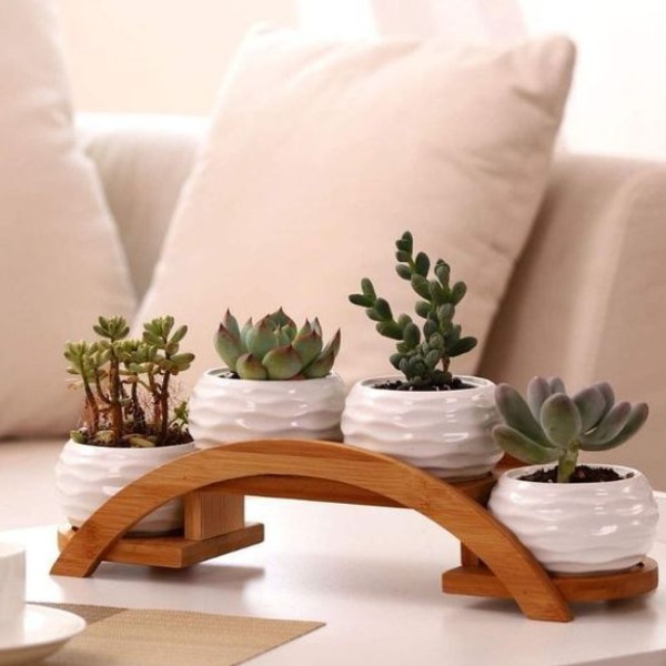 Interior plants - Succulent