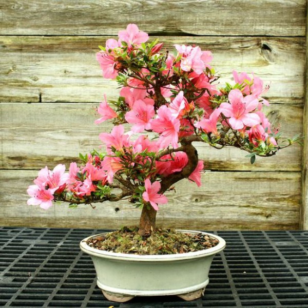 Internal plants - Azalee Bonsai