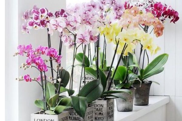 Interior plants - orchids
